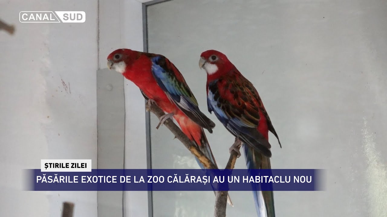 CANAL SUD / PĂSĂRILE EXOTICE DE LA ZOO CĂLĂRAȘI AU UN HABITAT NOU
