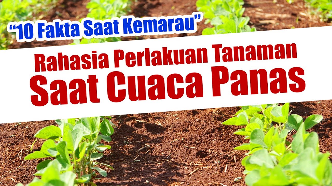 10 FAKTA SAAT KEMARAU DAN RAHASIA PERLAKUAN TANAMAN SAAT CUACA PANAS