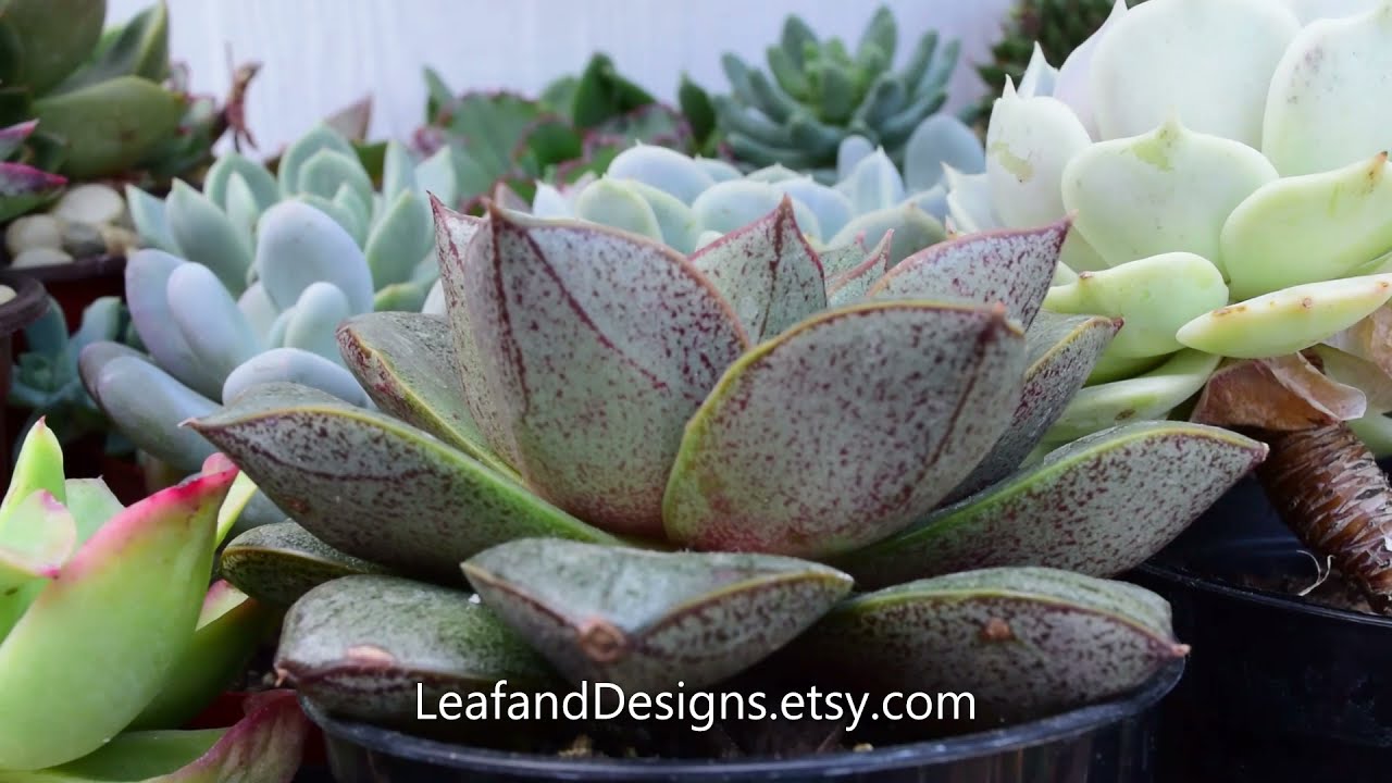 Beautiful Echeveria Collection | Echeveria Succulents Types and Names | Echeverias y Sus Nombres