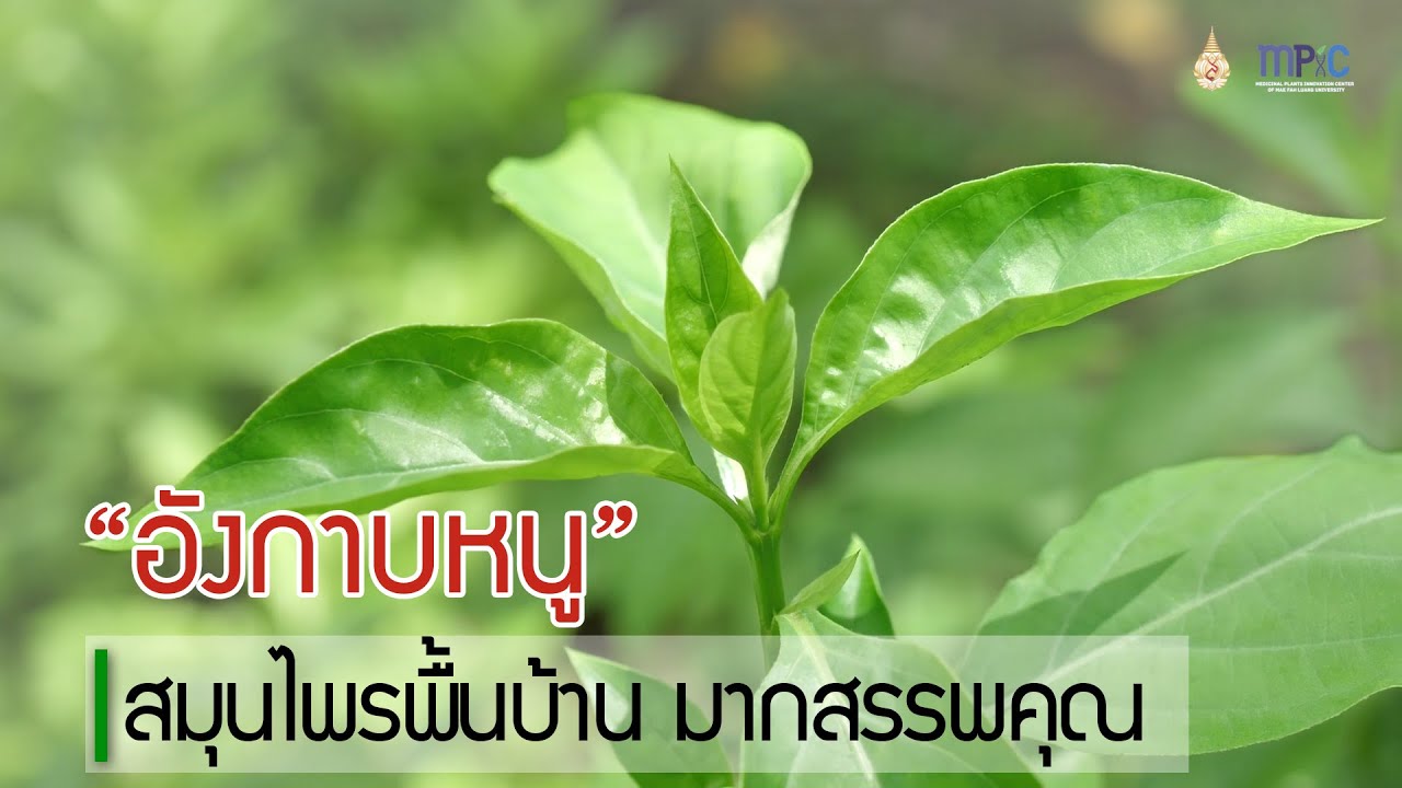 MFU HERB CHANNEL l ตอนที่ 9 อังกาบหนู