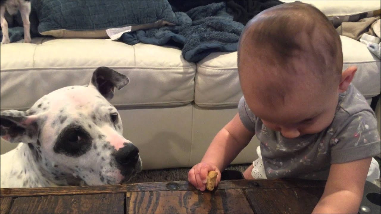 Baby Shares With Pit Bull