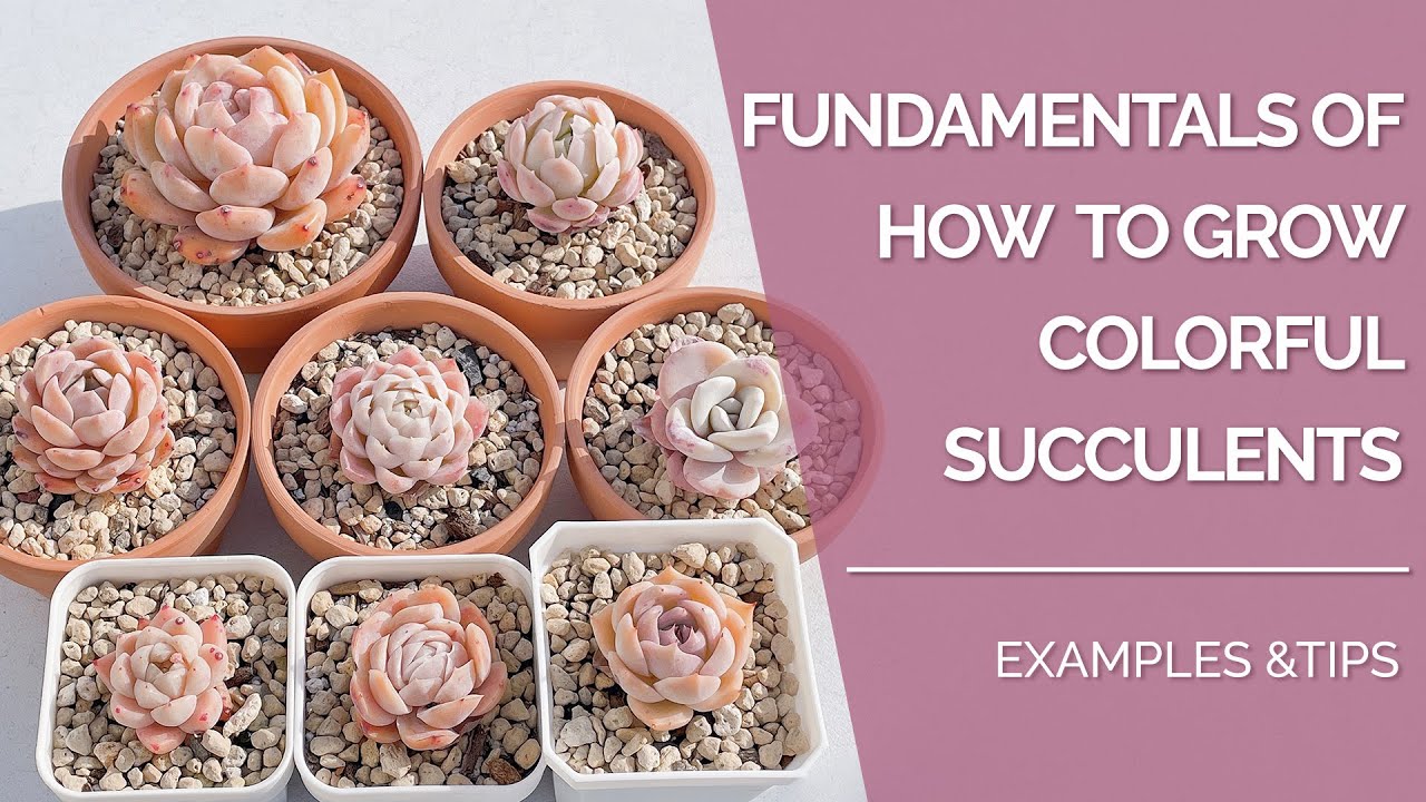 Fundamentals of How to Grow Colorful Succulents | Examples from My Collection | Pink Echeveria