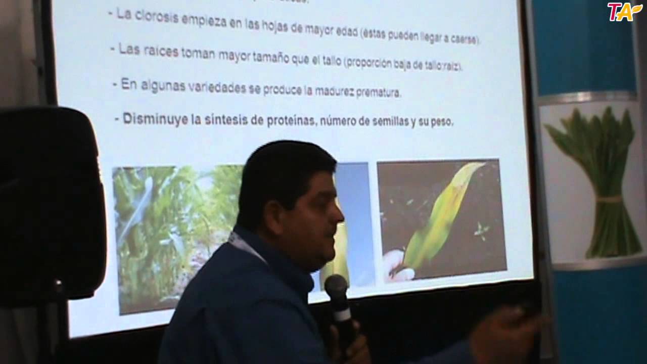 FERTILIZACIÓN NITROGENADA CON SULFATO DE AMONIO EN MAÍZ Y SORGO DE ALTO RENDIMIENTO Parte1 de 4