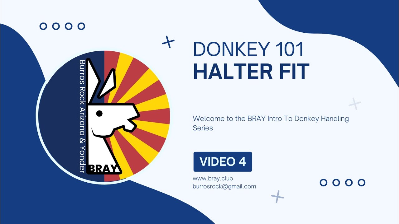 BRAY Donkey 101: Halter Fit and Positioning