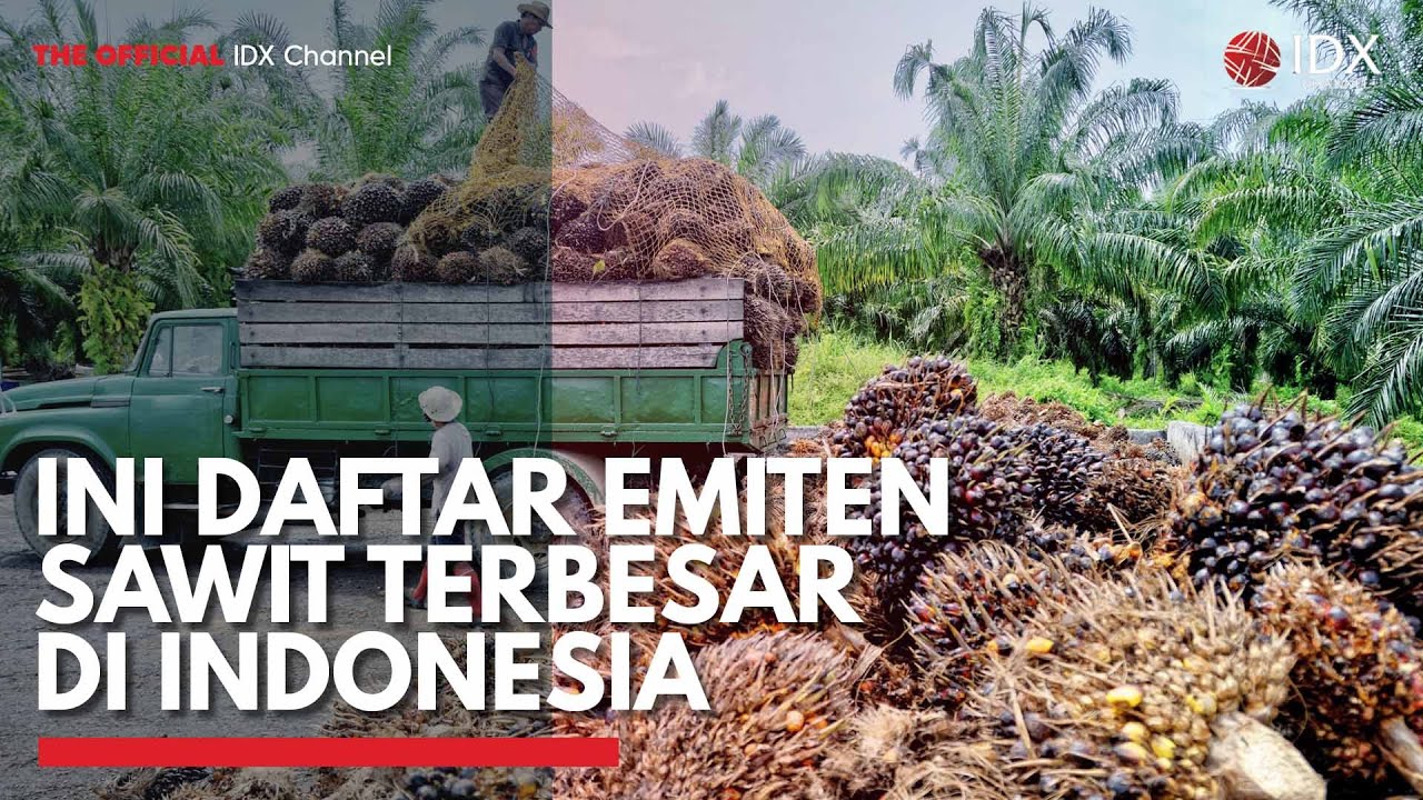 Ini Daftar Emiten Sawit Terbesar di Indonesia | IDX CHANNEL