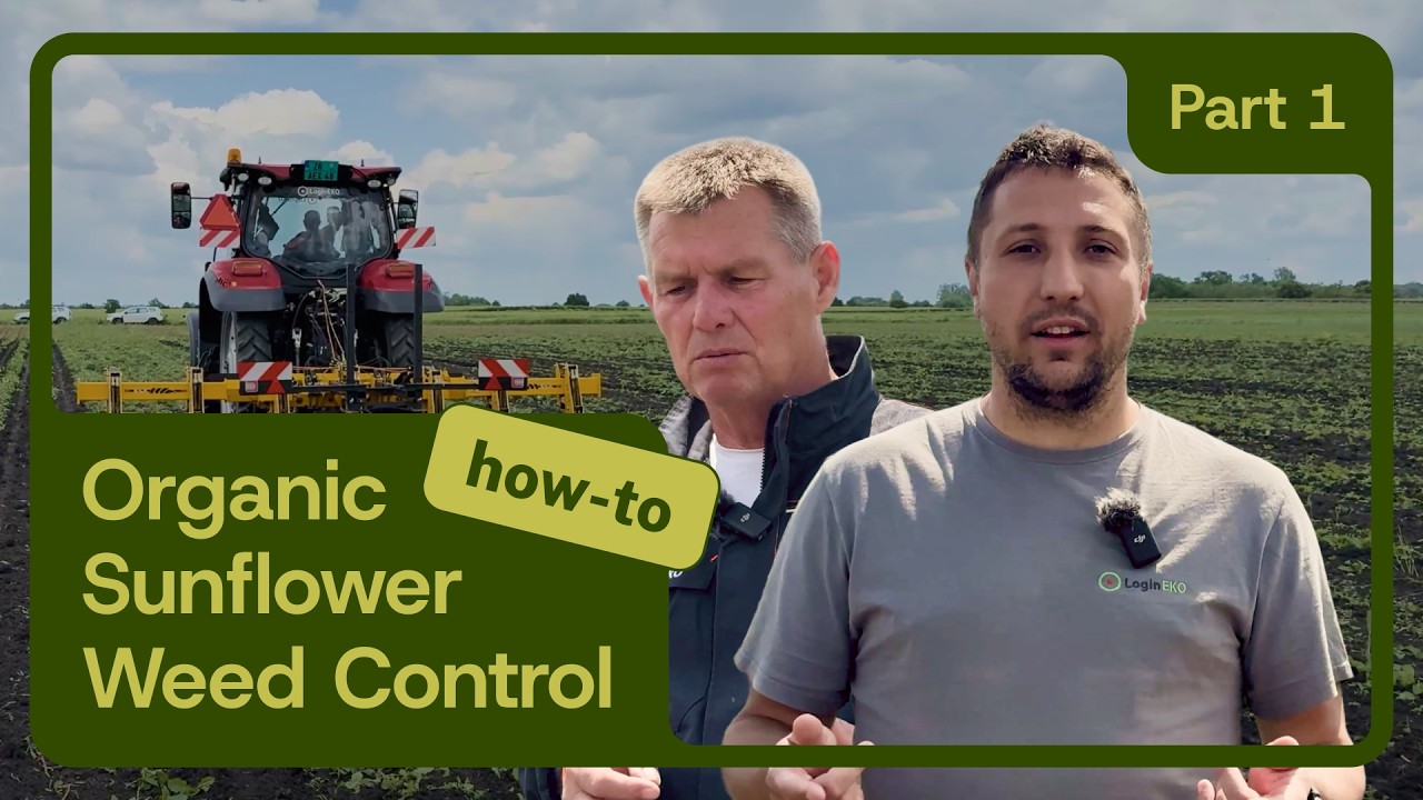 Organic Sunflower Weed Control | Inter-Row Cultivation Timing, Cultivator Setup & Reduced Tillage
