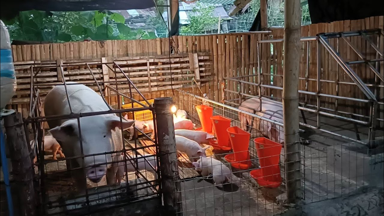 Live: Mixing Pigrolac Developer feeds at Milk Maker  l Dodong Villaran