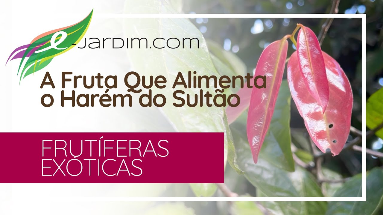 A FRUTA que Alimenta o HARÉM do Sultão - Frutíferas Exóticas | Sítio E-Jardim