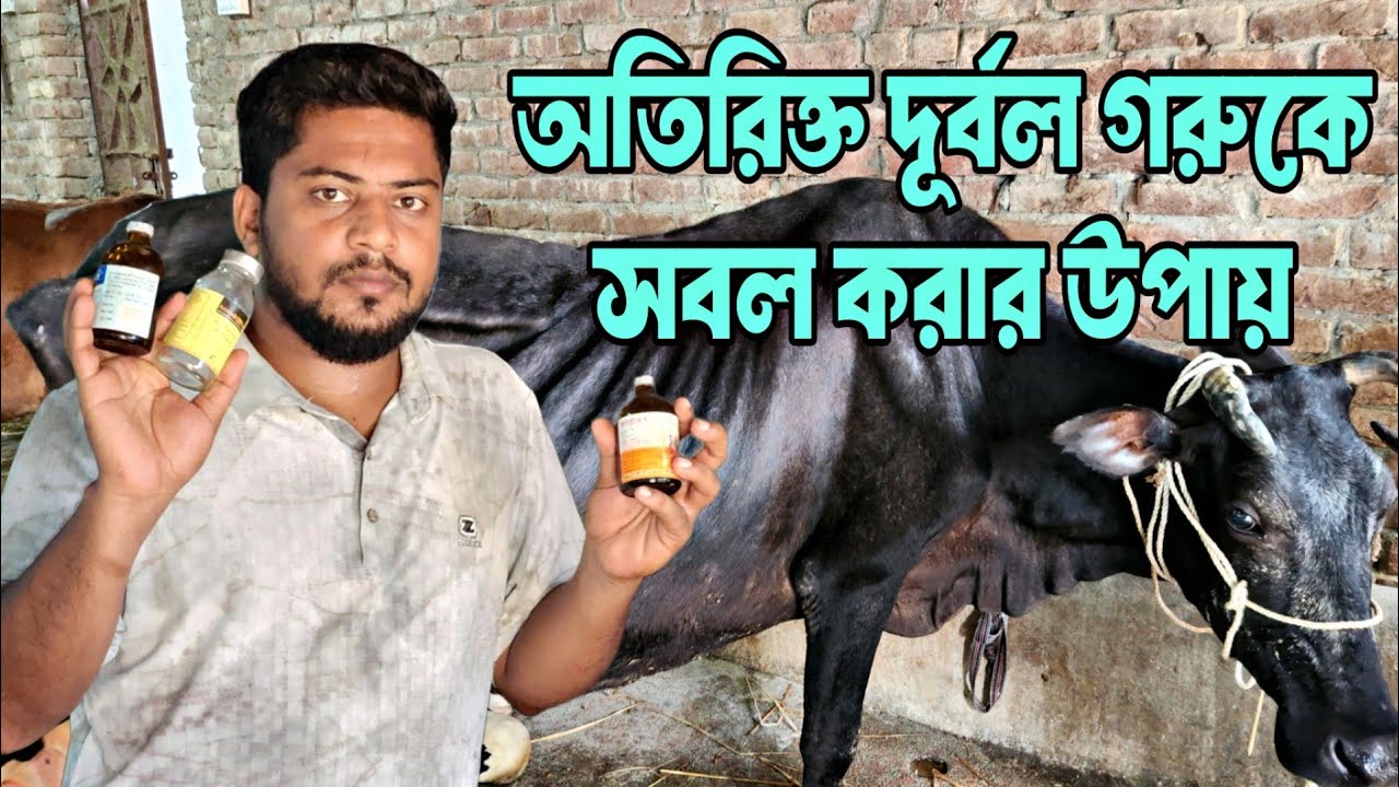 অতিরিক্ত দূর্বল গরুকে দ্রুত শক্তিশালী করবেন যেভাবে?🤔