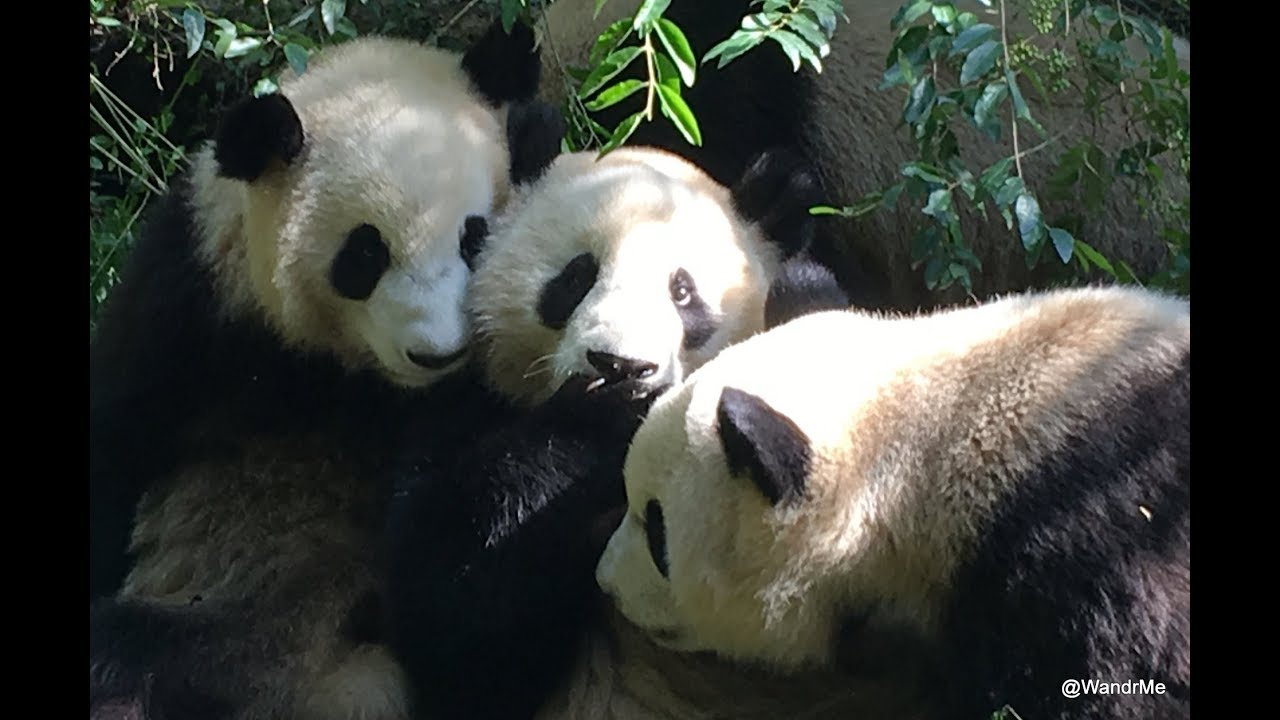 Playing with pandas at the Chengdu Research Base of Giant Panda Breeding