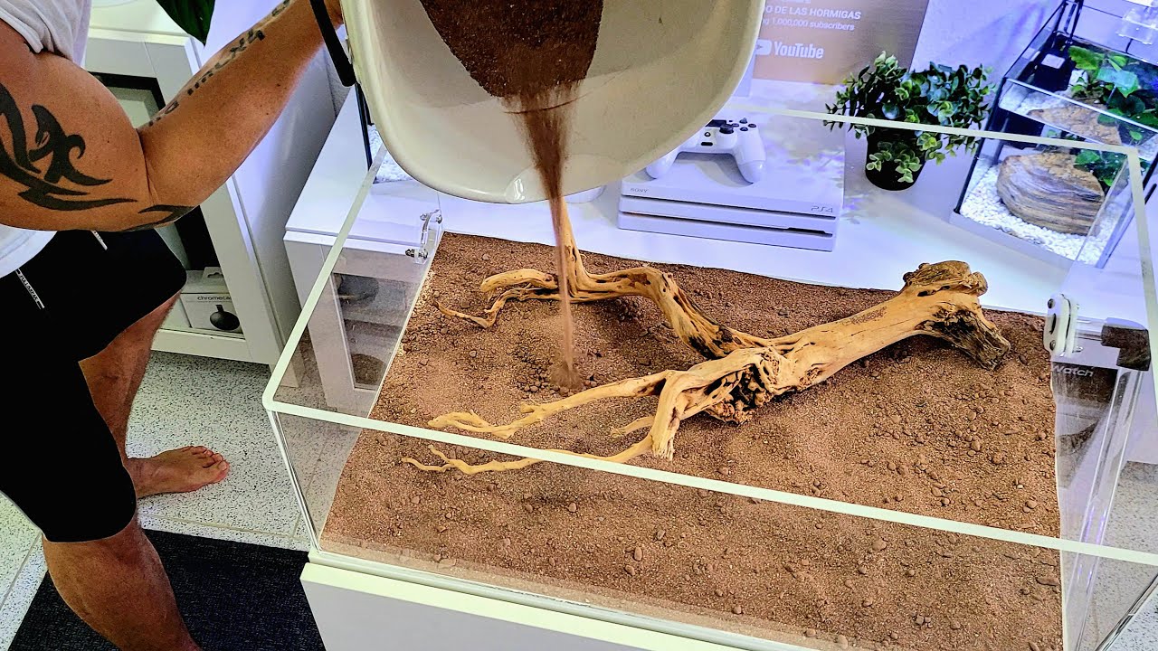 Monto un increíble Hormiguero en casa  - Zona de forrajeo - Messor barbarus insane formicarium