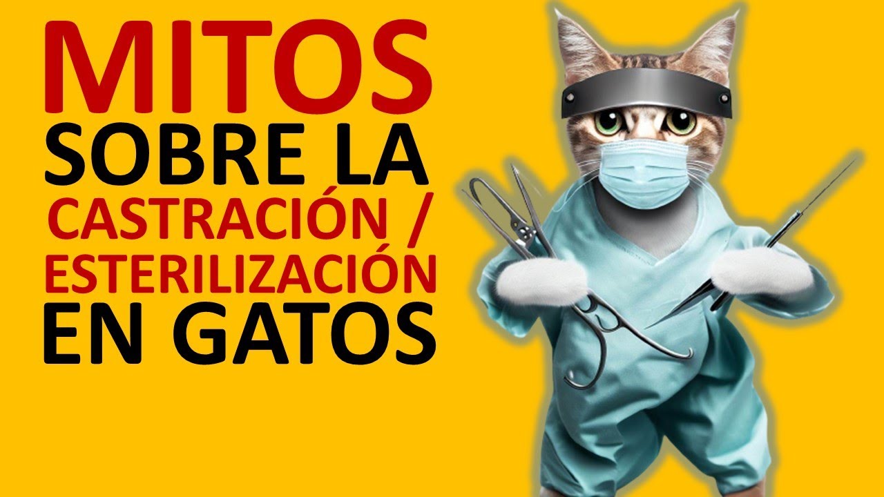 Mitos acerca de la castración / esterilización en gatos | La Vida Con Gatos 4 #lavidacongatos