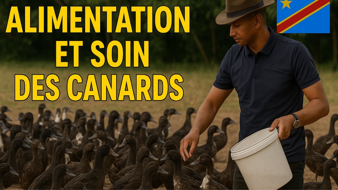 Nourrir et soigner ses canards au Congo : Ce que tu dois savoir !Quelle alimentation ? Quels soins ?