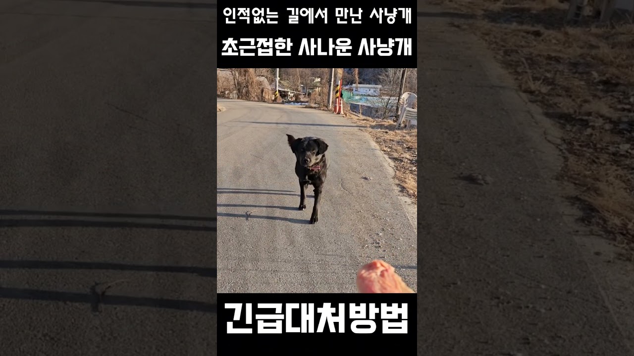 목줄 풀린 사나운 사냥개 공격시 대처방법 #shorts #dog