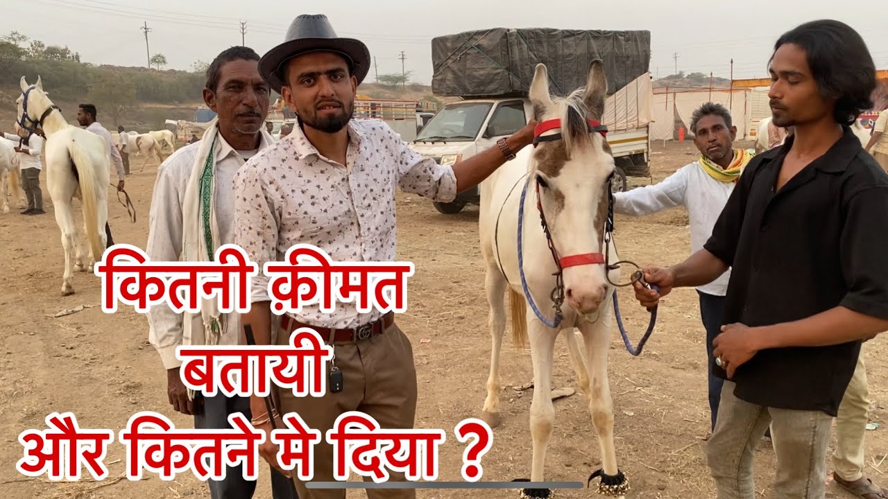 देखिये कितने पैसे बता कर कितने मे बेचा जाता है घोड़ा ।dancer ghoda kharid lia । Chetak Festival 2024