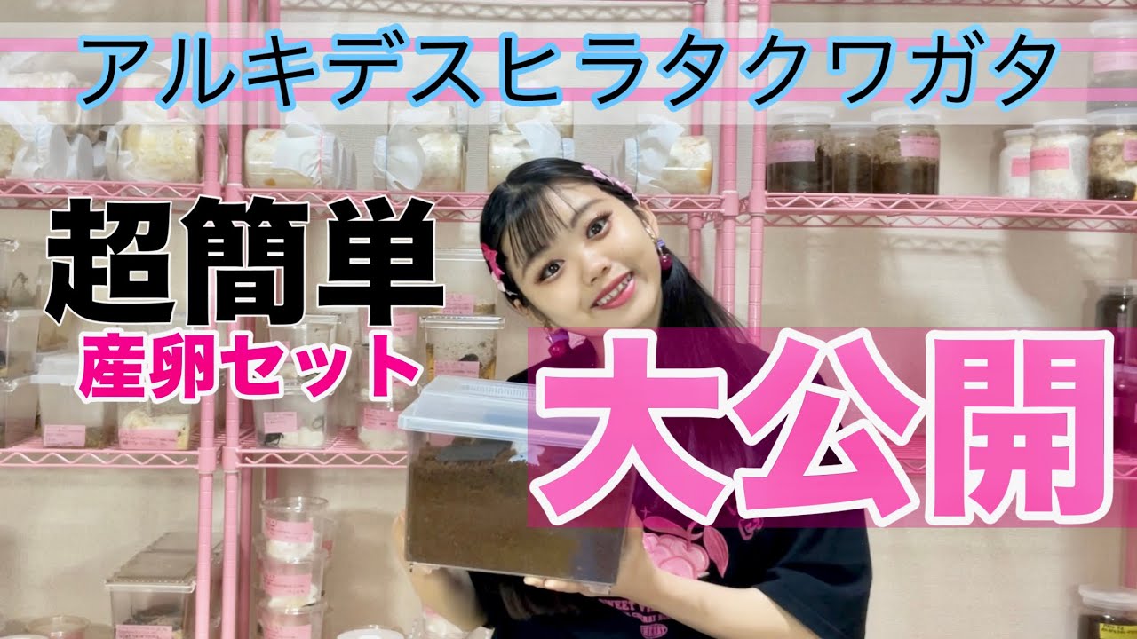 アルキデスヒラタクワガタの産卵セット組んでみた‼︎