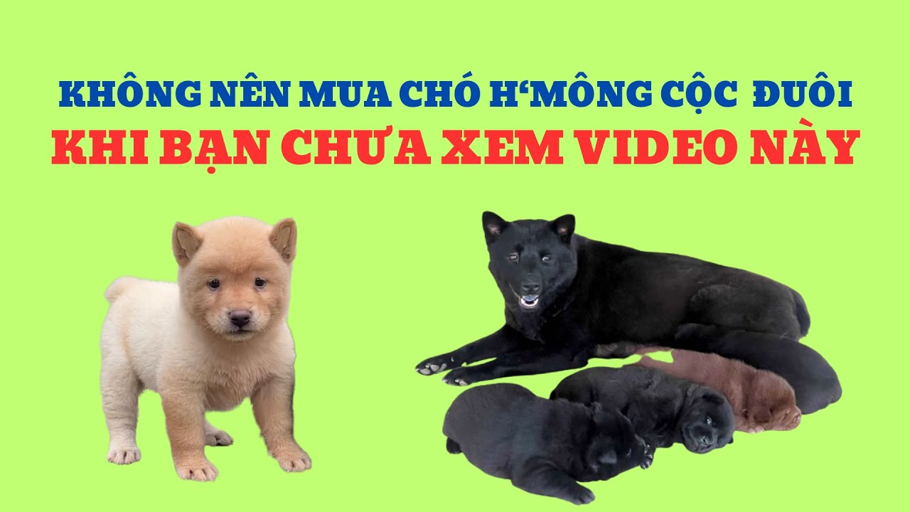 Không Nên Mua Chó H'mông Cộc Đuôi Khi Bạn Chưa Xem Video Này / Bằng Đoàn TB