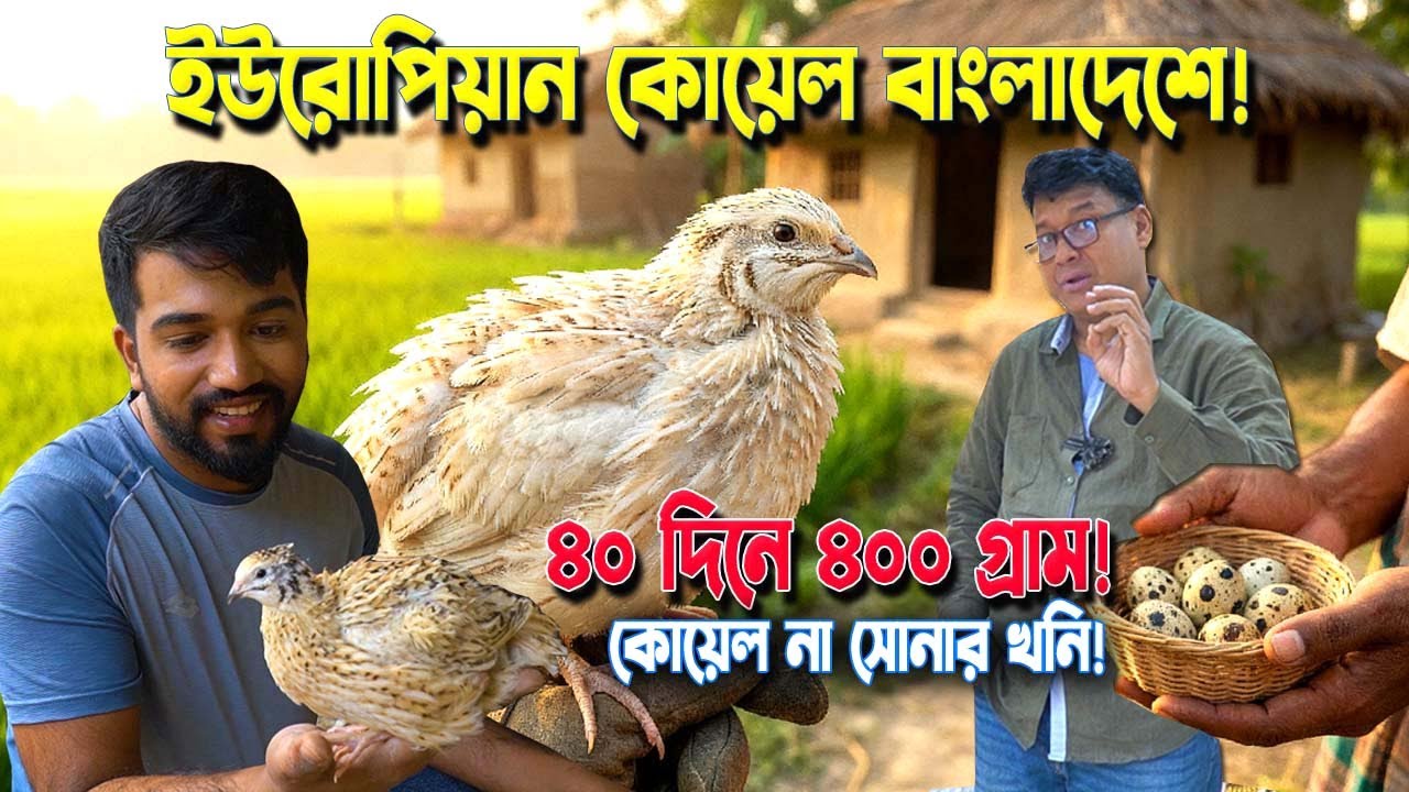 ৪০ দিনে ৪০০ গ্রাম কোয়েল! ইউরোপিয়ান কোয়েল এখন বাংলাদেশে | কম দামে বাচ্চা ও ডিম দিচ্ছে সফল উদ্যোক্তা