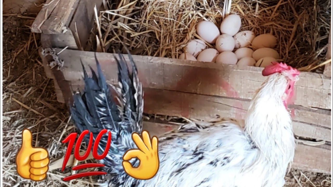 تربية الدجاج البلدي🐓🐓 في البادية البسيطة من الالف الى الياء مع نصائح جد سهلة و مفيدة للمبتدئين💯😍👍