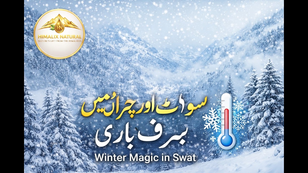 Snowfall in Swat & Chitral | Rain in Mingora | Winter Peaks in Northern Pakistan