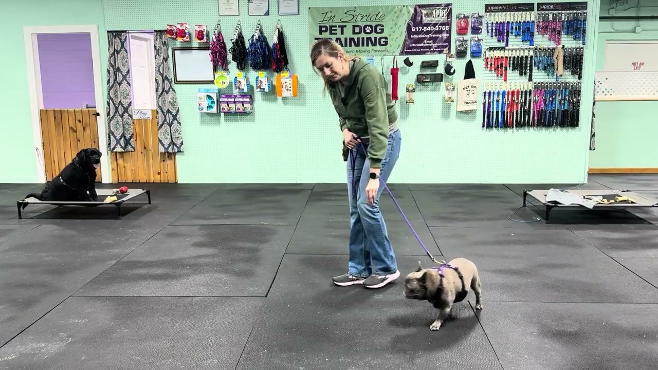 Bodie & Jojo - How using a Tether could be an Option to with Multi Dog Household and working Skills.
