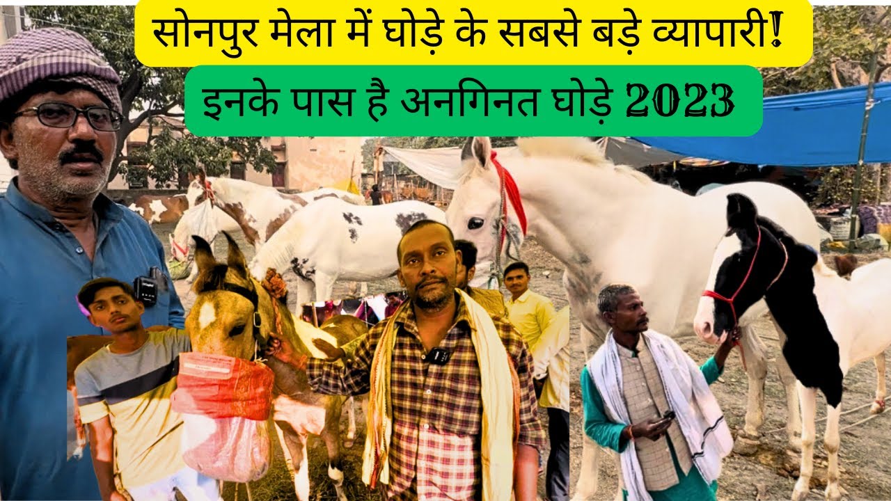 Sonpur mela 2023| Horse market |सोनपुर मेला में घोड़े का सबसे बड़ा व्यापारी | साज़ गया पुरा बाज़ार