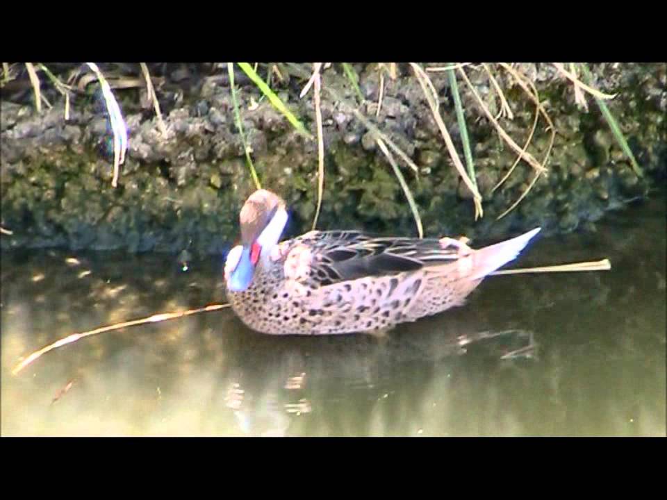 White-cheeked Pintail