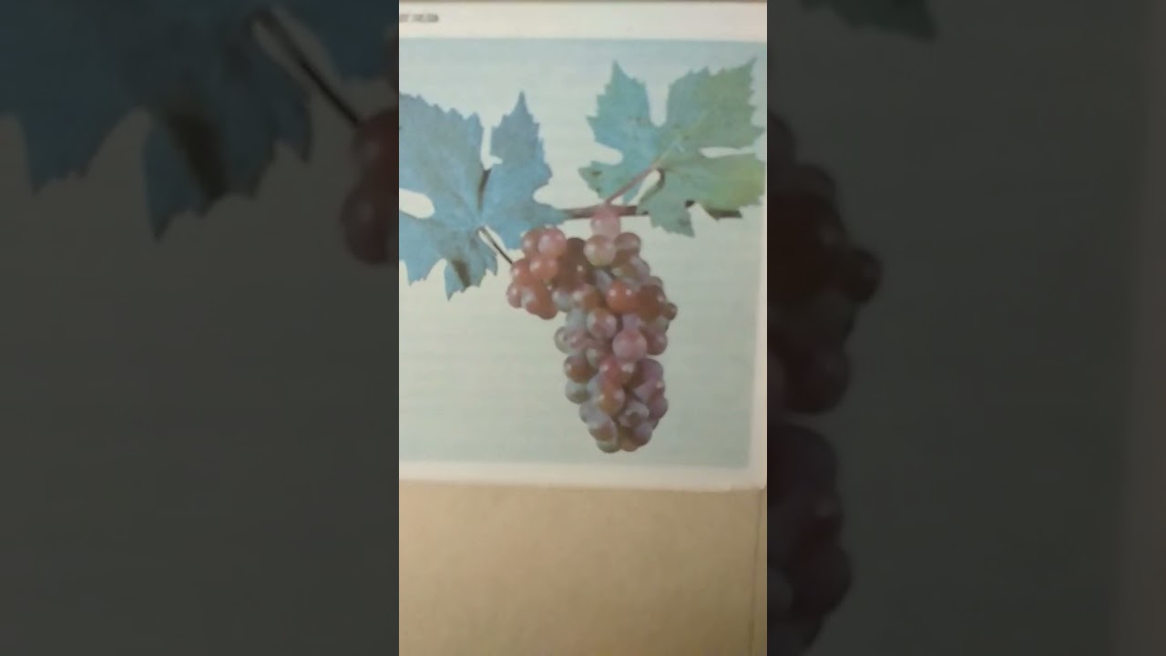 @ Красавица Цегледа - ч.4.40.