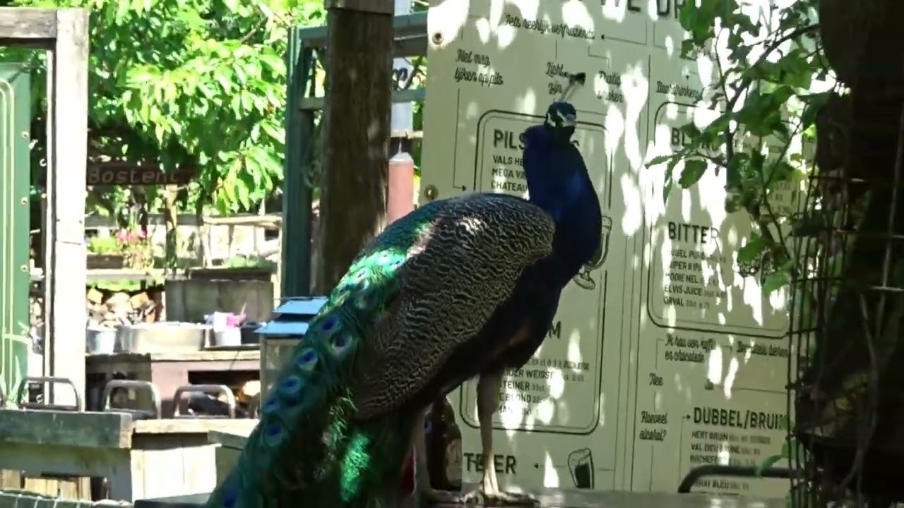 BOSCAF&Eacute; ''T HIJGEND HERT IN HET VIJLENERBOS.