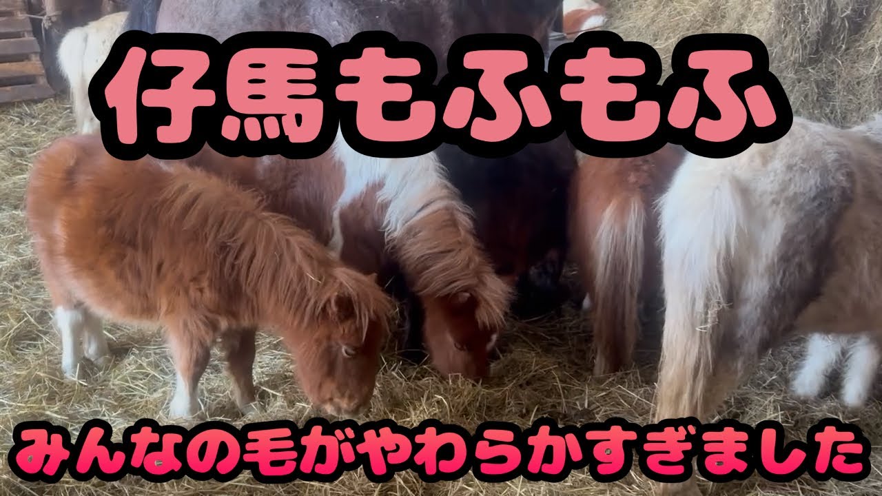 【仔馬】【秋田犬】【猫】仔馬もふもふ　みんなの毛がやわらかすぎました
