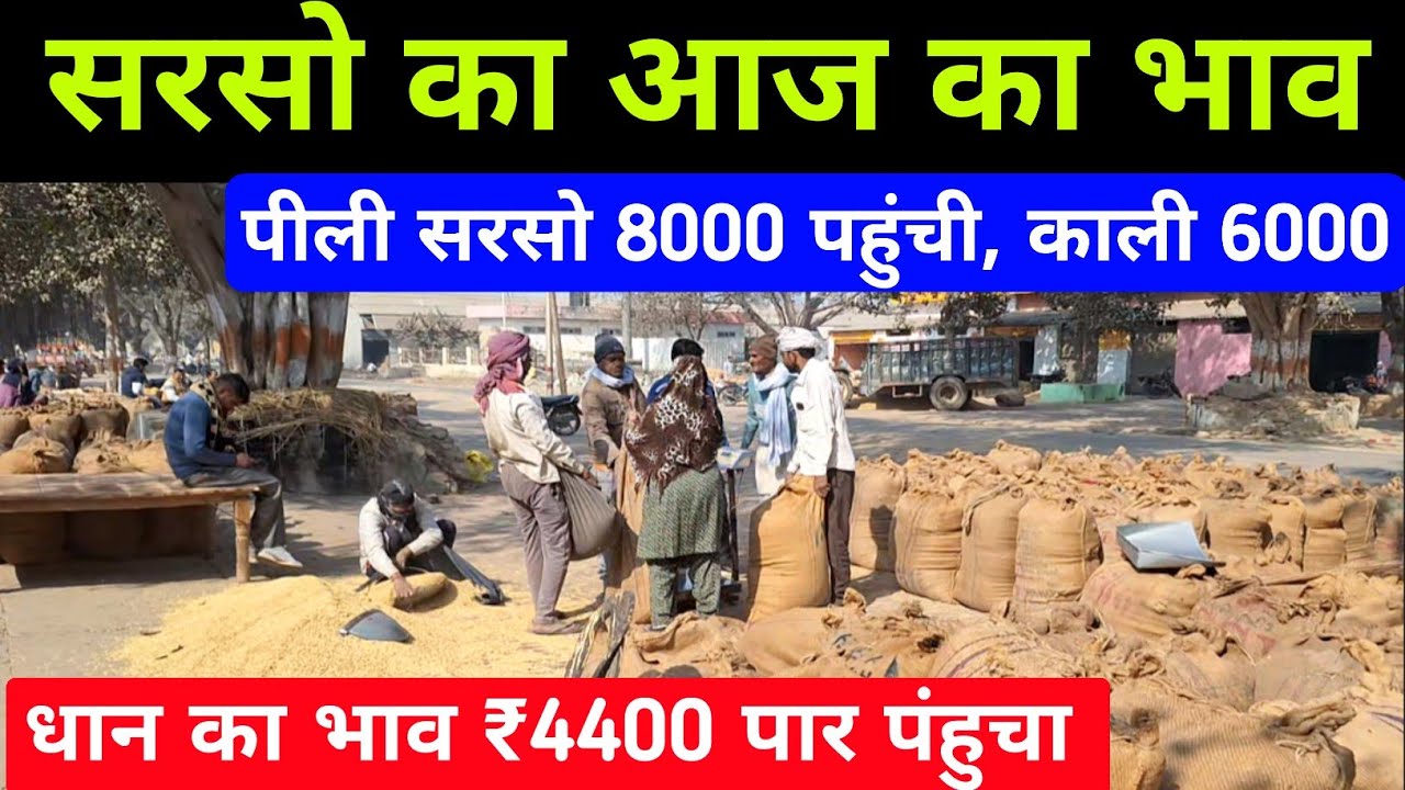 सरसो का भाव आज का | आज का धान का भाव/ sarso ka rate | pili sarso ka bhav/aligarh mandi sarso ka bhav