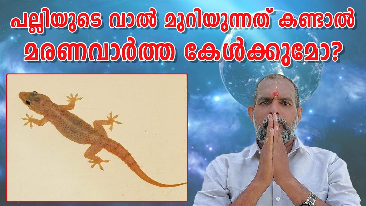 പല്ലിയുടെ വാൽ മുറിയുന്നത് കണ്ടാൽ മരണവാർത്ത കേൾക്കുമോ? : Dr. Jayakumar Sharma
