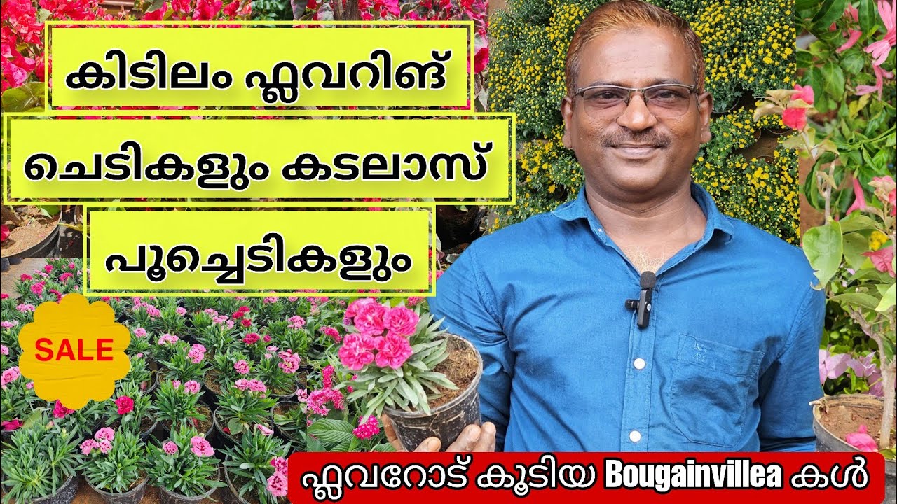🪻🌼പൂക്കളോട് കൂടിയ Bougainvillea കളും വ്യത്യസ്തമായ പൂച്ചെടികളും വിലക്കുറവിൽ  #evergreen_media_vlog