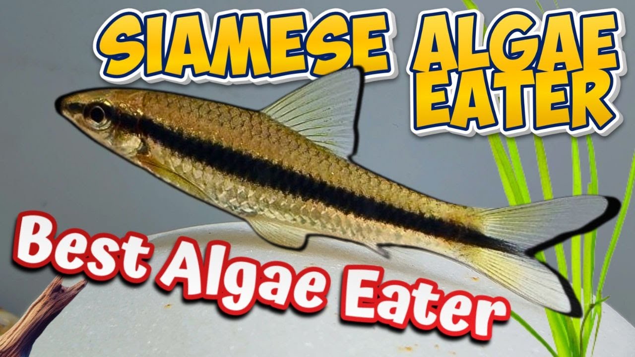 Siamese Algae Eater Care Guide – Ultimate Tank Cleaner! (crossocheilus oblongus)