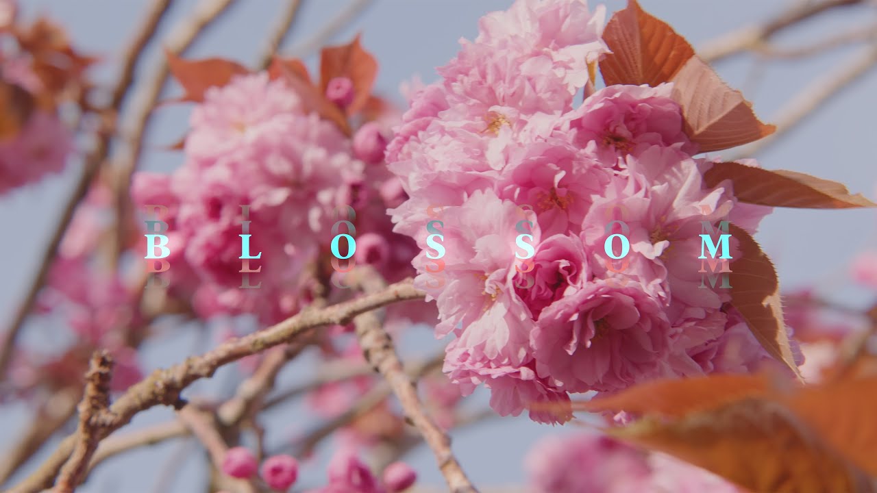 Blossom | BMPCC 6K Pro Cinematic Short