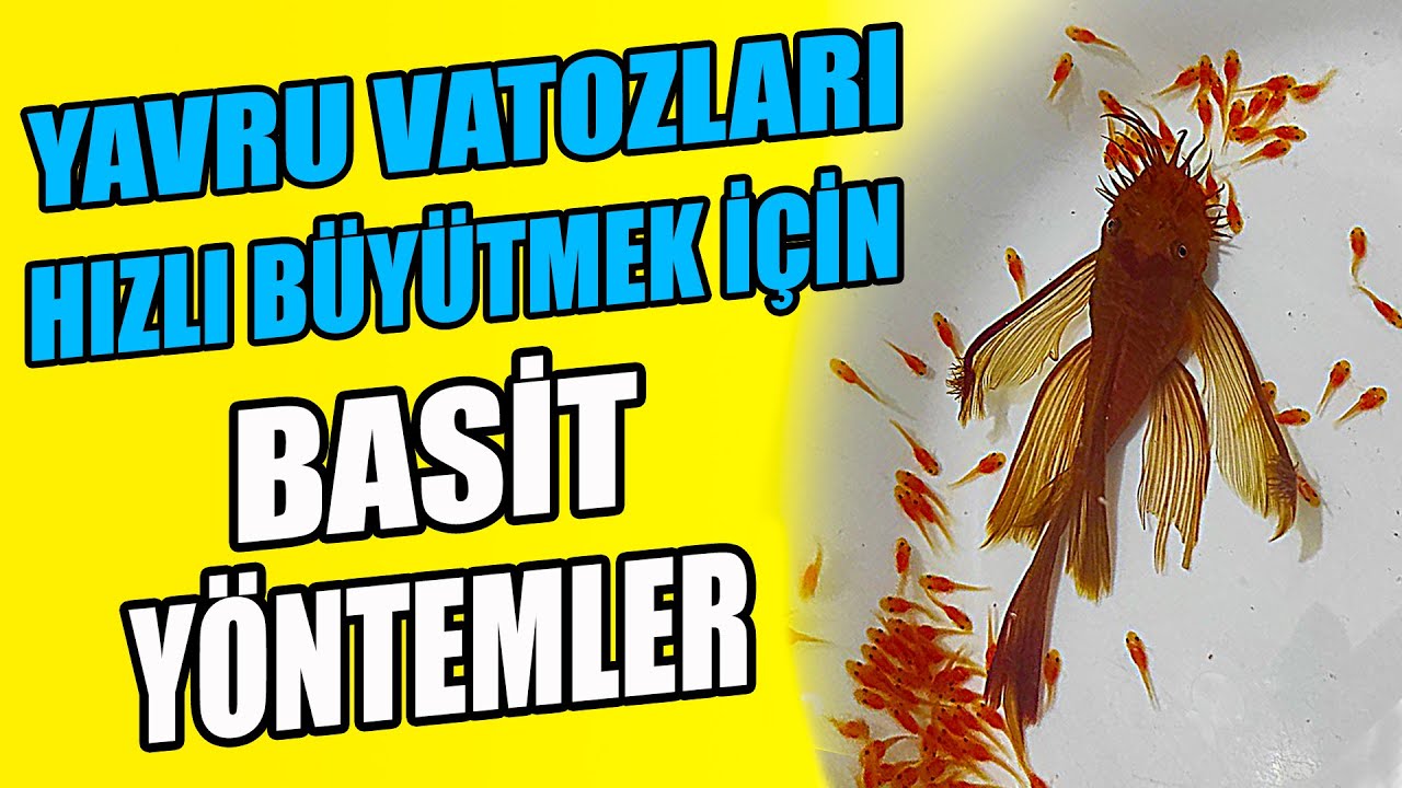 YAVRU VATOZLAR NASIL HIZLI BÜYÜR - Çabuk Boylandırma ve Yavru Kayıplarının Önüne Geçme