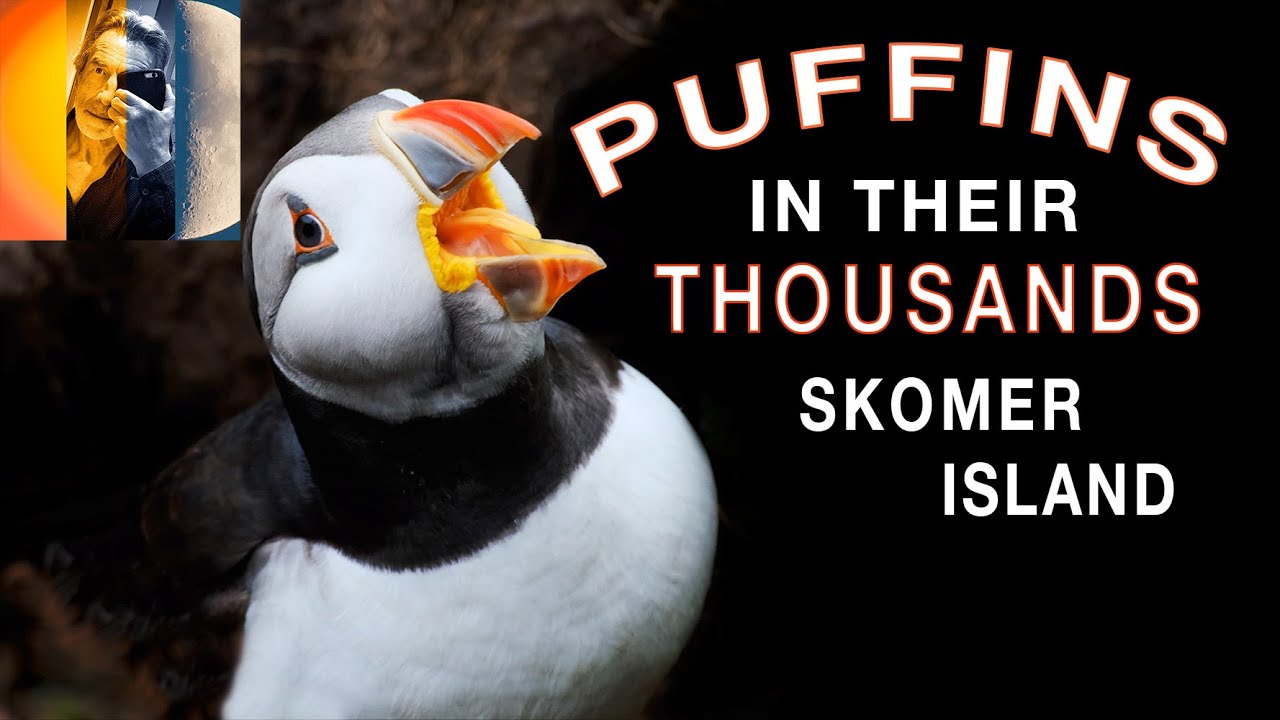 Puffins, Puffins, Puffins! A Wildlife Haven Skomer Island