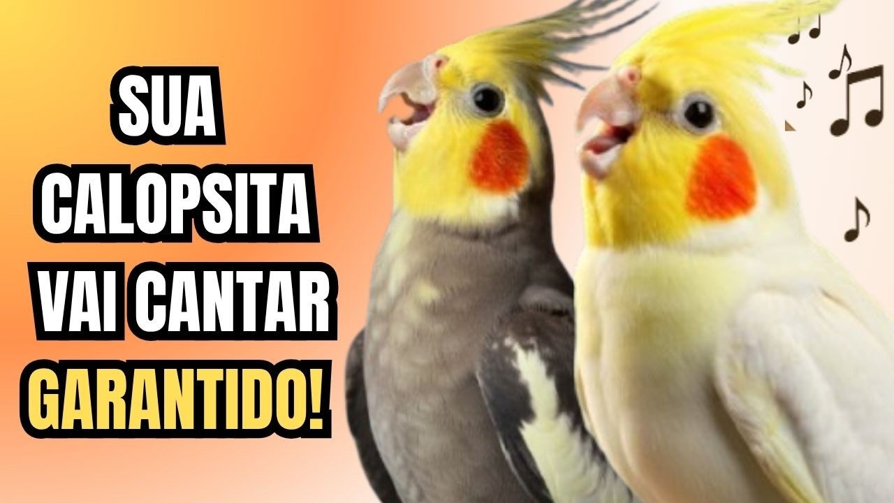 🎶 2 Horas de Canto de Calopsita para Estimular Sua Ave a Cantar &ndash; Sons Naturais de Calopsitas