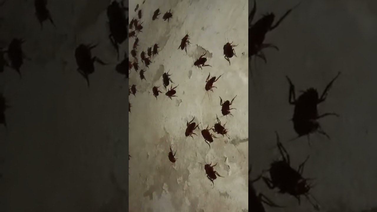 first time I show cockroach group's