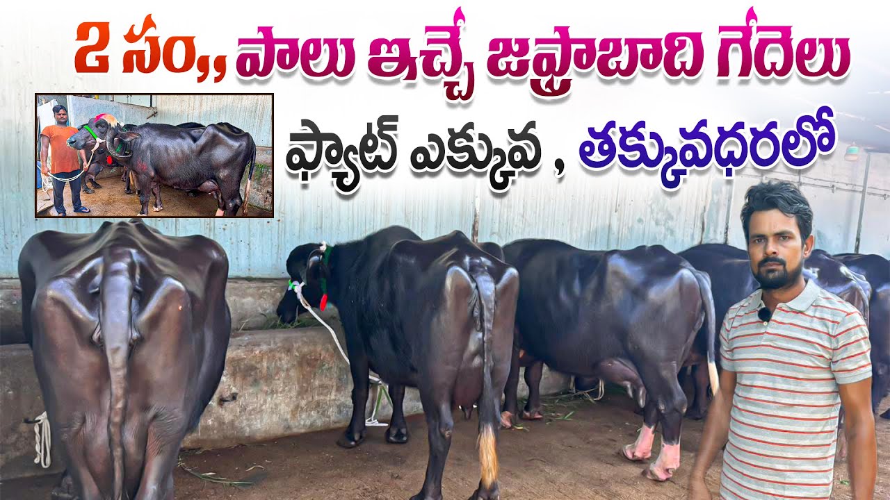 జఫ్రాబాది గేదెలు పాల ఫ్యాట్ ఎక్కువ , తక్కువ ధరలో| High Milking Jafarabadi Buffalo Price In Hyderabad