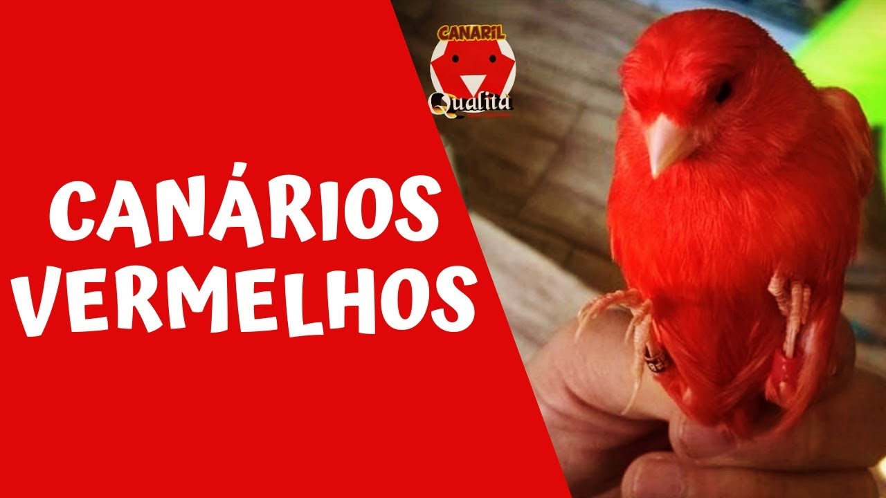 CANÁRIOS VERMELHOS - Canaril Qualità