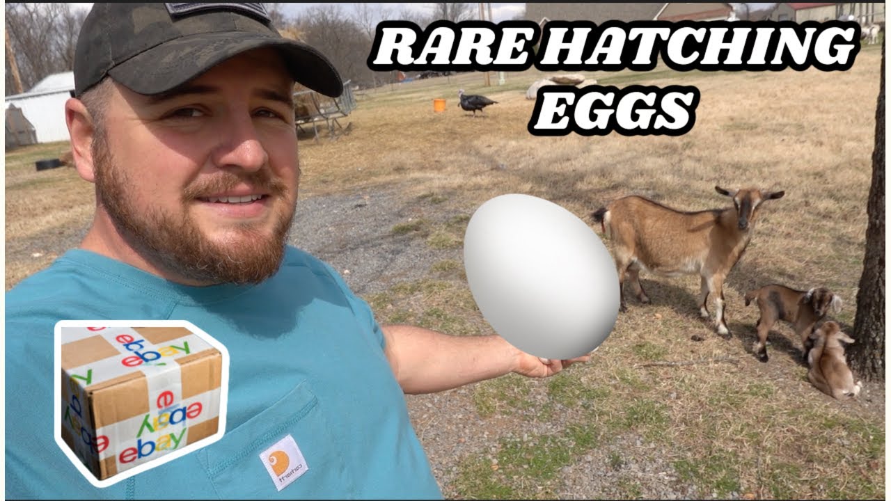 I Bought The Rarest Hatching Eggs On Ebay!