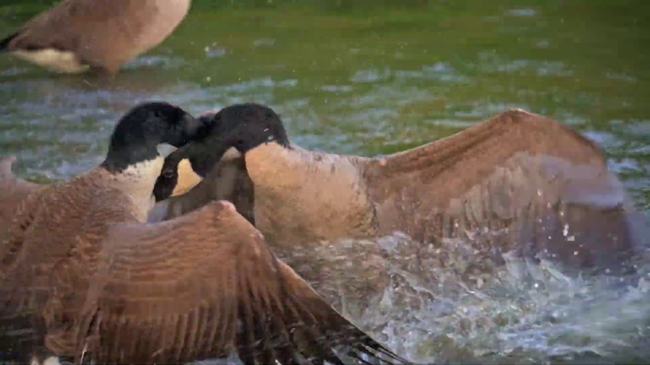 Canada goose fight