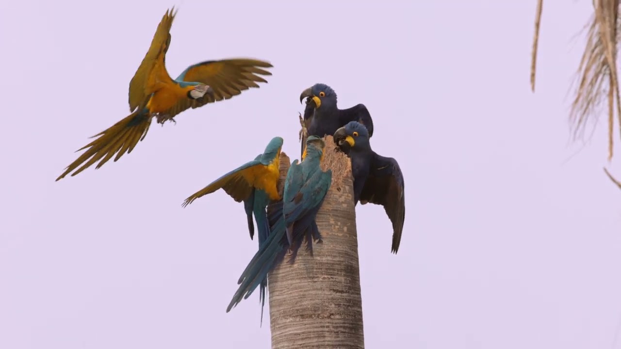 Brazil Photo Tour 2022 – Pantanal Moments and Rewinds – Blue Gold Macaws vs Hyacinth Macaws