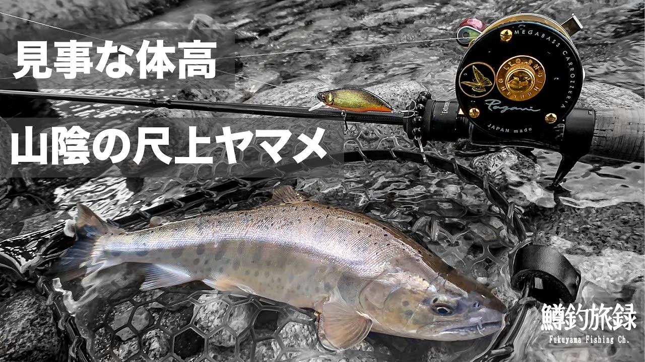 【鳥取Good体高尺上ヤマメ！】山陰地方・鳥取山岳渓流〜本流里川でベイトフィネスフィッシング / Megabass GREAT HUNTING HUMPBACK