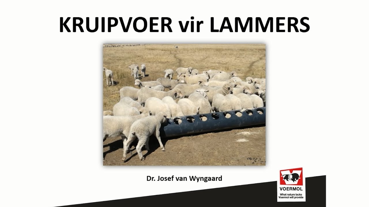 VOERMOL: Kruipvoer vir Lammers - Dr Josef van Wyngaard