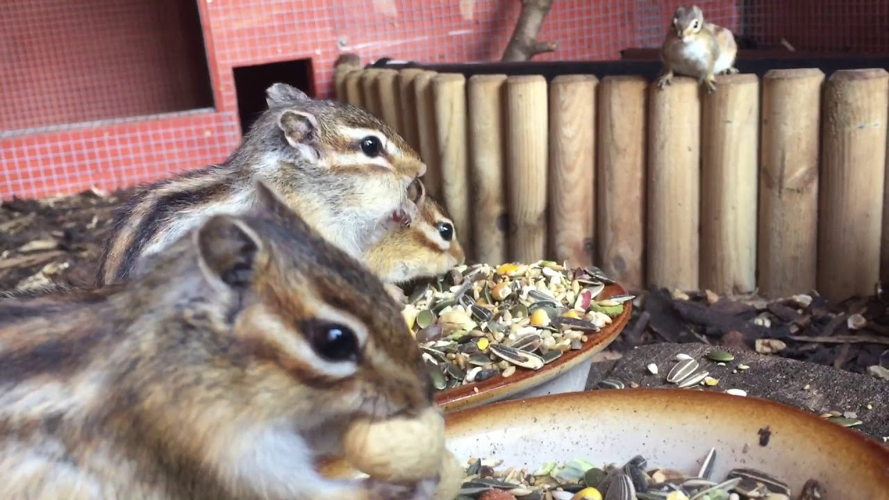 🐿🥜 Chipmunk Dinner Time 🥜🐿 Cracking open a monkeynut/peanut 🐿🥜