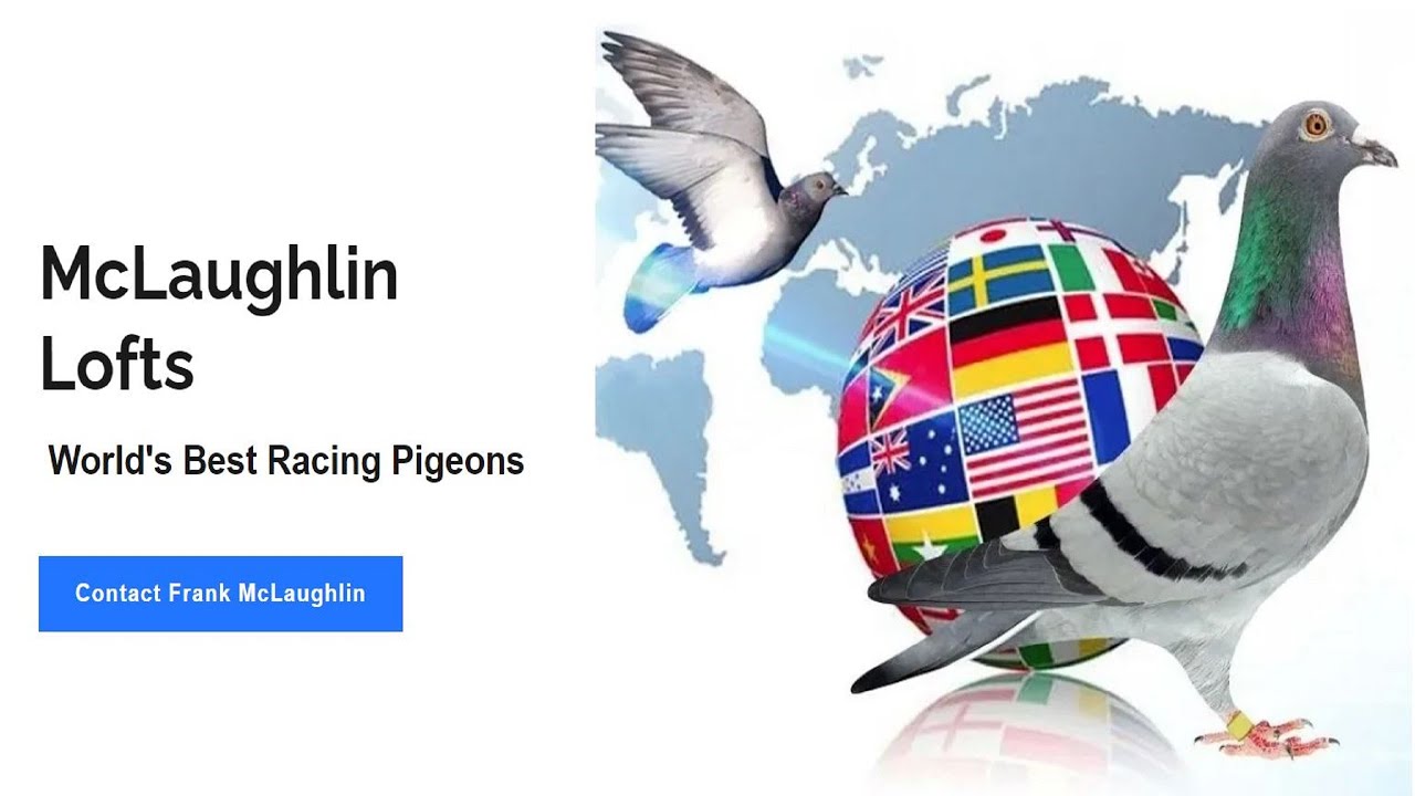 Ask Frank' McLaughlin Lofts Live Stream #2 The Art of Racing Pigeons