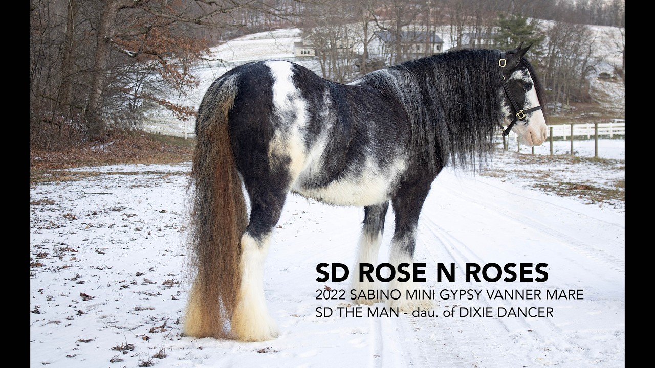 SD Rose N Roses, 2020 Black Sabino Mini Gypsy Vanner Mare | In Foal! | Selling Mid Ohio Pony Auction