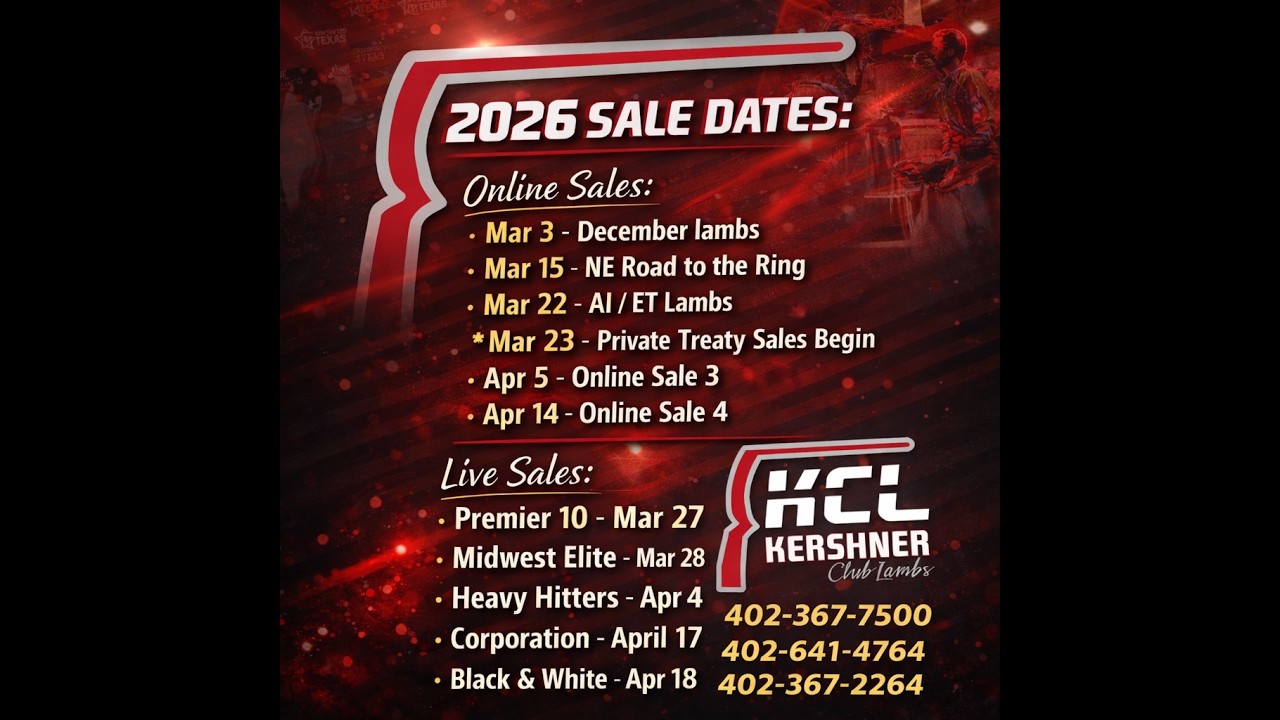 Kershner Club Lambs Spotlight